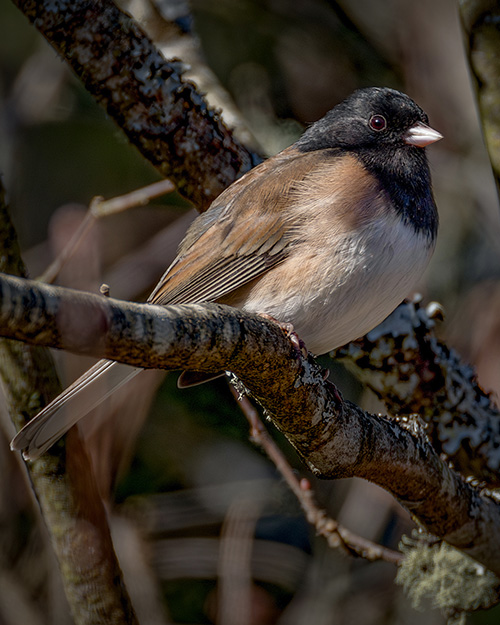 Dark-eyed Junco (Oregon)