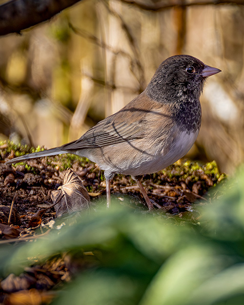 Dark-eyed Junco (Oregon)