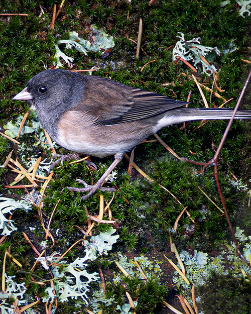 Dark-eyed Junco (Oregon)