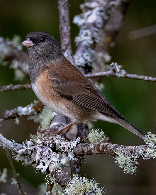 Dark-eyed Junco (Oregon)