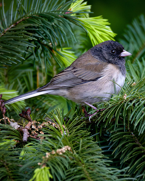 Dark-eyed Junco (Oregon)