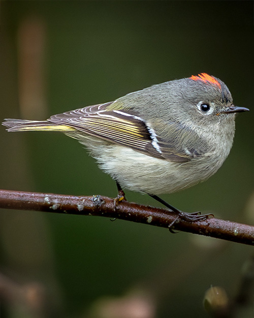 Ruby-crowned Kinglet