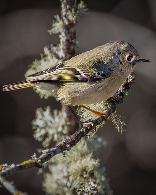 Ruby-crowned Kinglet