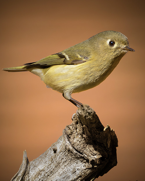 Ruby-crowned Kinglet