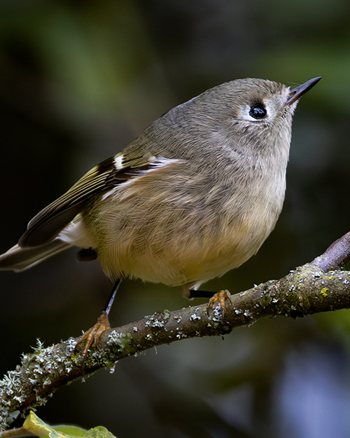 Ruby-crowned Kinglet