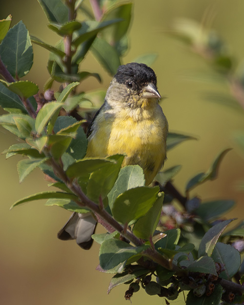 Lesser Goldfinch