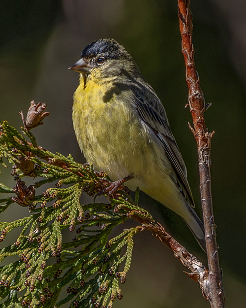 Lesser Goldfinch