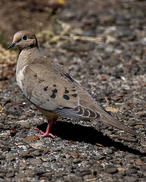 Mourning Dove