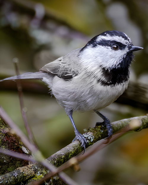 Mountain Chickadee