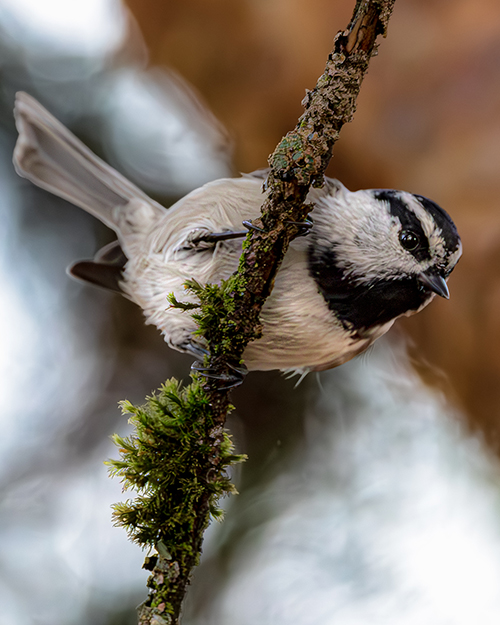 Mountain Chickadee