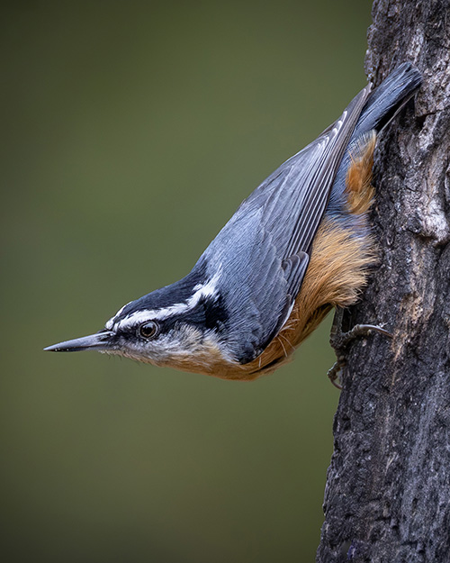 Red-breasted Nuthatch