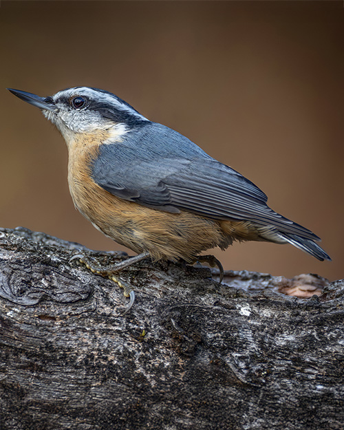 Red-breasted Nuthatch