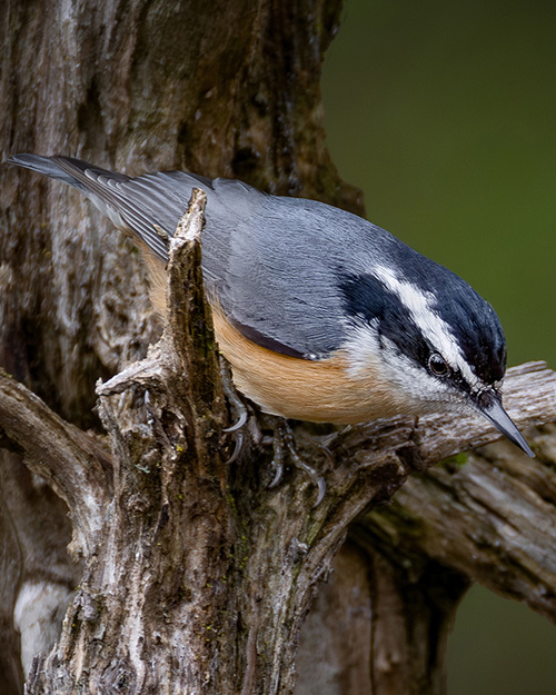 Red-breasted Nuthatch