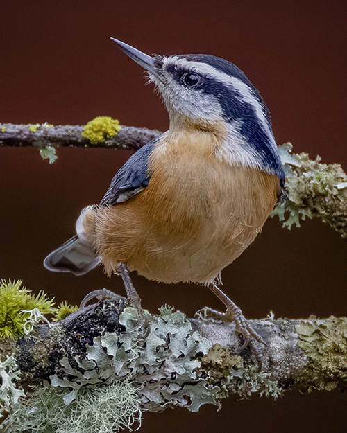 Red-breasted Nuthatch