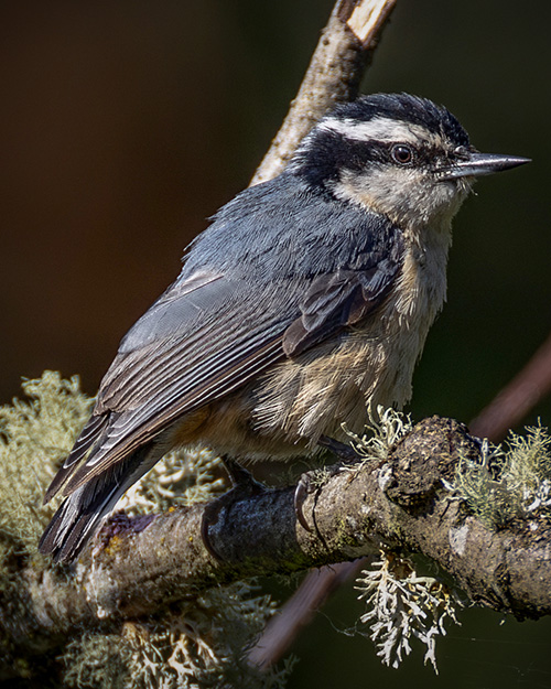 Red-breasted Nuthatch