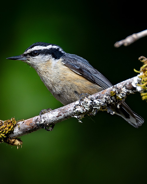 Red-breasted Nuthatch