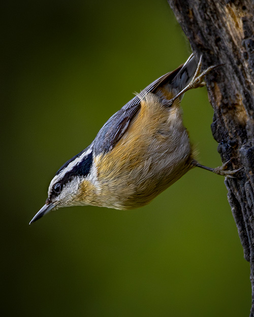 Red-breasted Nuthatch