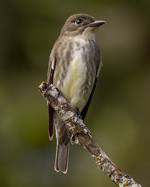 Olive-sided Flycatcher