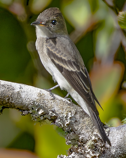Western Wood-Pewee