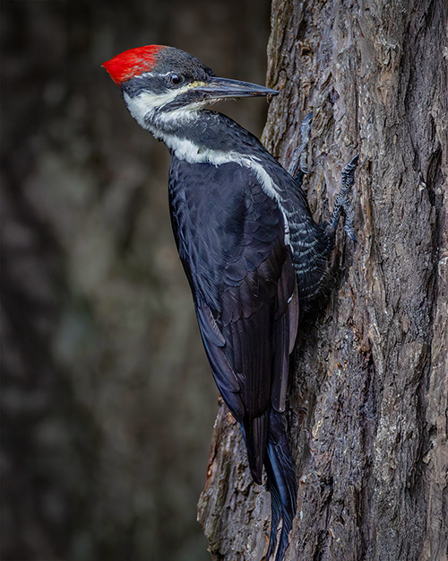 Pileated Woodpecker