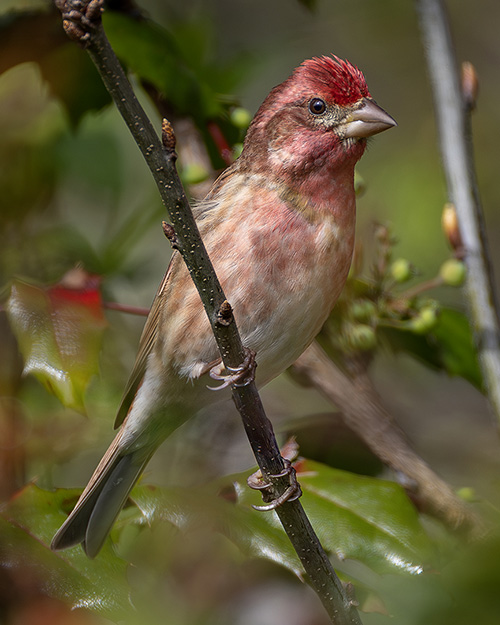 Purple Finch