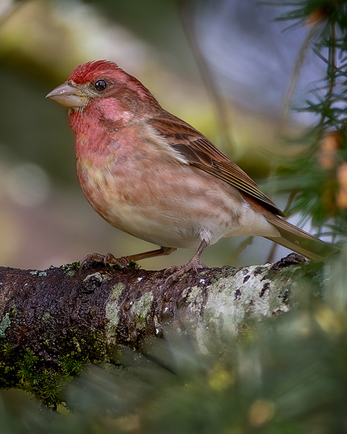 Purple Finch