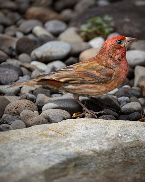 Purple Finch