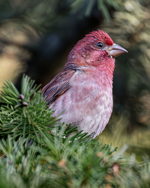 Purple Finch