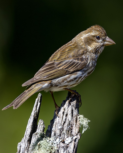 Purple Finch