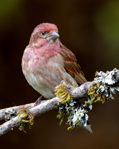 Purple Finch