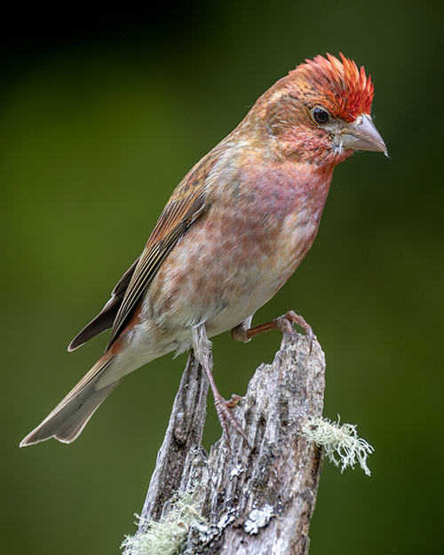 Purple Finch