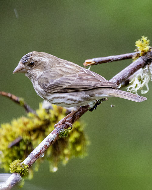 Purple Finch