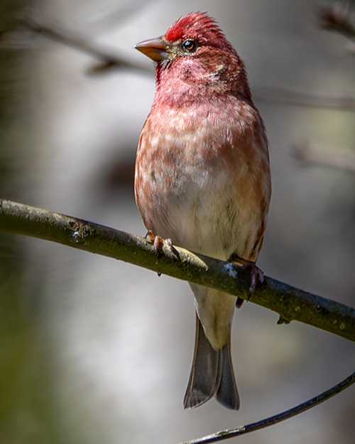 Purple Finch