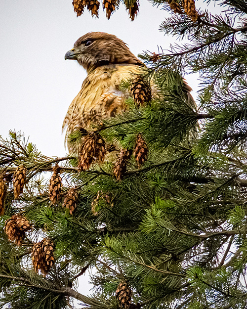 Red-tailed Hawk