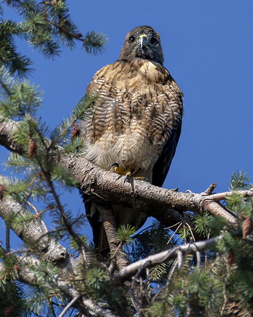 Red-tailed Hawk