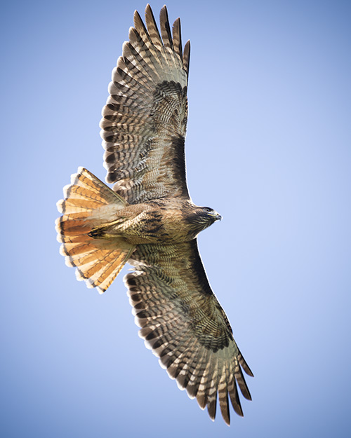 Red-tailed Hawk