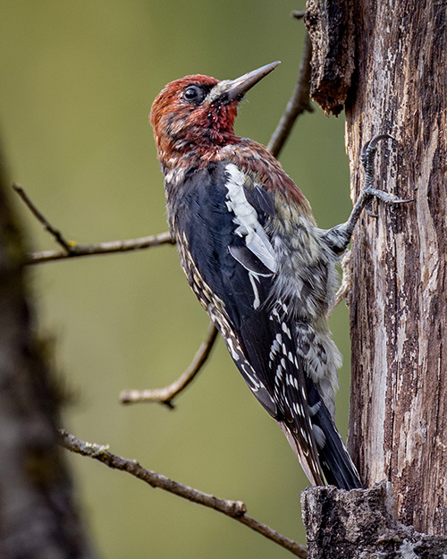 Red-breasted Sapsucker