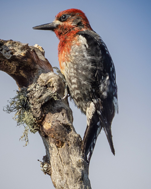 Red-breasted Sapsucker