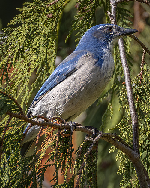 California Scrub-Jay