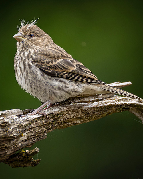 Song Sparrow
