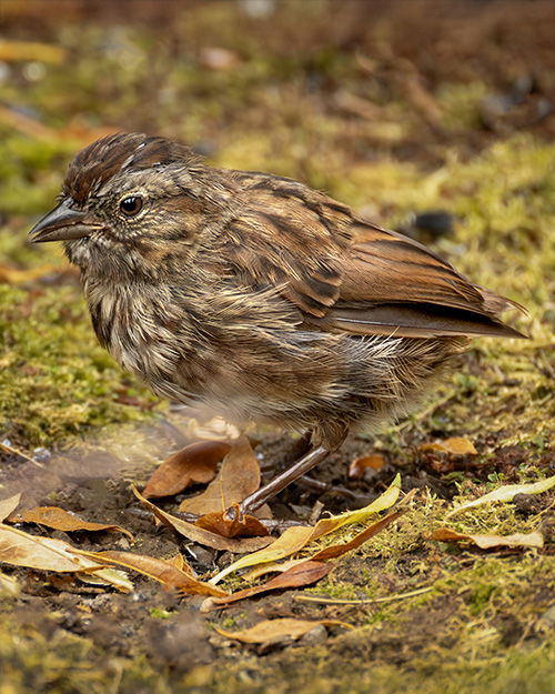 Song Sparrow