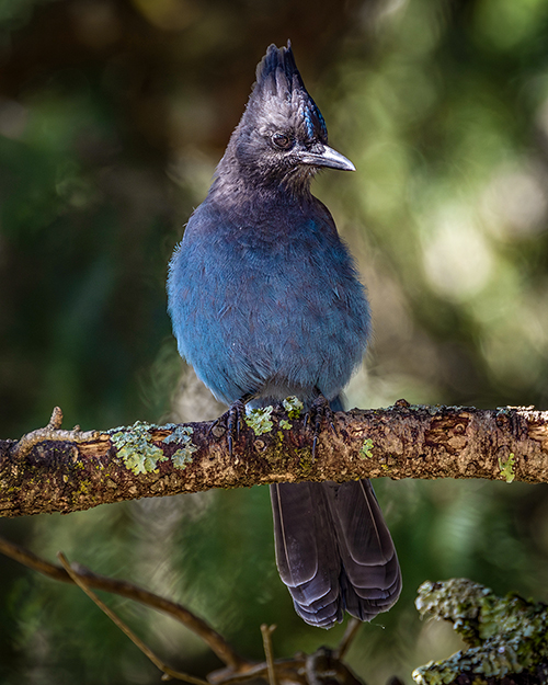 Steller's Jay