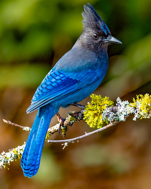 Steller's Jay