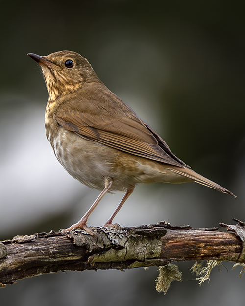 Swainson's Thrush