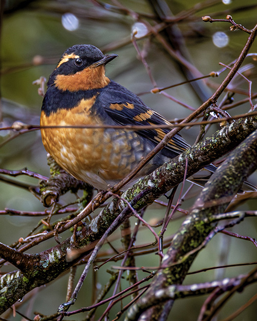 Varied Thrush