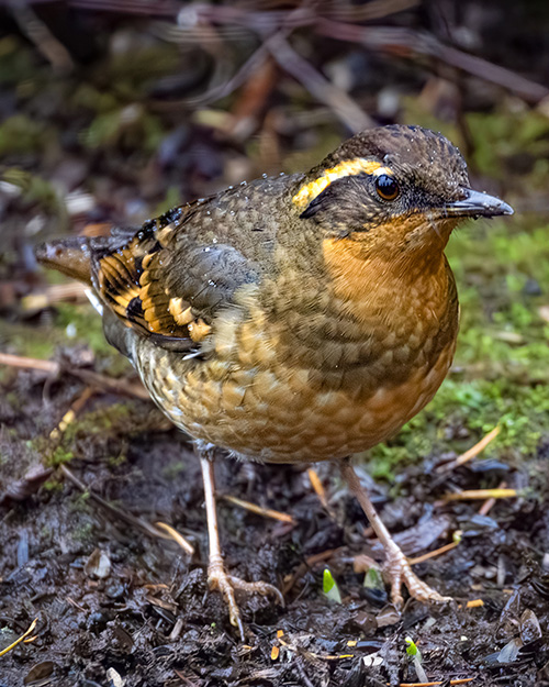 Varied Thrush