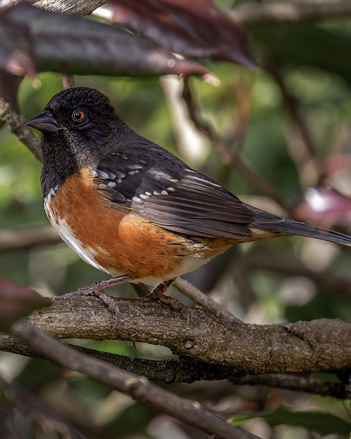 Spotted Towhee