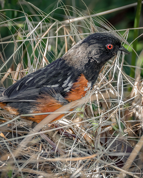 Spotted Towhee