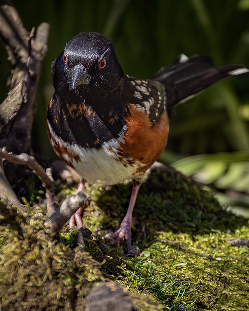 Spotted Towhee