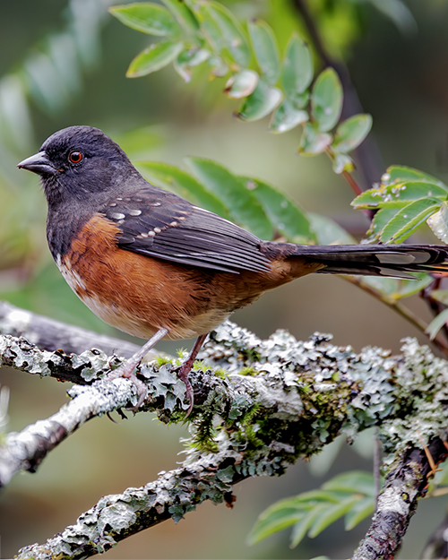 Spotted Towhee